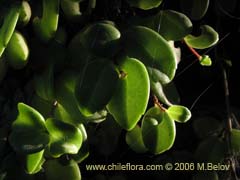 Bild von Sarmienta repens (Medallita)